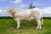 DOSE TAUREAU PALLAS - NFR6414648189 - 7996260
