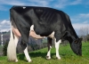 DOSE TAUREAU ORLANDO P - NFR6414658022 - 6693219
