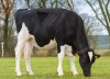 DOSE TAUREAU MILKSHAKE - NFR6414716157 - 6691886