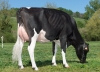 DOSE TAUREAU MILKSHAKE - NFR6414716157 - 6691886