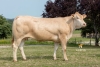 DOSE TAUREAU NARKO - NFR6414756075 - 7994279