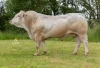 DOSE TAUREAU PANTZO - NFR6414789608 - 7997438