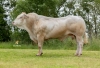 DOSE TAUREAU PANTZO - NFR6414789608 - 7997438