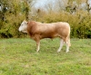 DOSE TAUREAU SPIDERMAN - NFR6415050044 - 79A0348