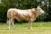 DOSE TAUREAU TARANIS - NFR6415121344 - 79A2464