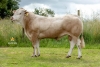 DOSE TAUREAU TARANIS - NFR6415121344 - 79A2464