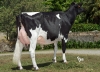 DOSE TAUREAU IBOS - NFR6510132290 - 6685965