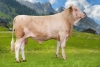 DOSE TAUREAU NUTELLA - NFR6771282504 - 3593405