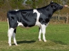 DOSE TAUREAU LORD - NFR6950835875 - 6688689