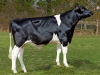 DOSE TAUREAU LURION - NFR6950854319 - 6689047