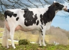 DOSE TAUREAU MY SPACE - NFR6950884393 - 6691018