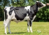 DOSE SEXEE FEM 90 TAUREAU PRAGMATIC - XFR6950996357 - 6695378