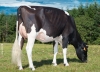 DOSE SEXEE FEM 90 TAUREAU PRAGMATIC - XFR6950996357 - 6695378