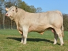 DOSE TAUREAU MICKY - NFR7020257180 - 3892610