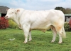DOSE TAUREAU RIO P - NFR7020257948 - 38A0051