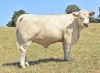 DOSE TAUREAU RIO P - NFR7020257948 - 38A0051