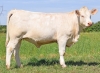 DOSE TAUREAU RIO P - NFR7020257948 - 38A0051