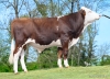 DOSE TAUREAU VINCI - NFR7041120376 - 46A4987