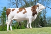 DOSE TAUREAU VALENTINO - NFR7043797692 - 46A3869