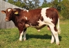 DOSE TAUREAU RAKI - NFR7201940985 - 4197735