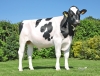 DOSE TAUREAU RIFAYE RF - NFR7253843286 - 6696289