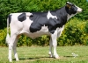 DOSE TAUREAU VOYAGEUR - NFR7253843887 - 66A3560