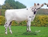 DOSE TAUREAU POSITIF - NFR7261181780 - 5695979
