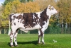 DOSE TAUREAU VERLAINE - NFR7261182247 - 56A4383