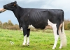DOSE TAUREAU IDEOLO - NFR7261685953 - 6686006