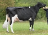 DOSE TAUREAU NEIL PP RF - NFR7262955840 - 6692815