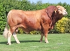 DOSE TAUREAU PRINCIER - NFR7265350905 - 3496779