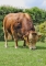 DOSE TAUREAU PRINCIER - NFR7265350905 - 3496779