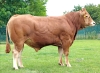DOSE TAUREAU THORIN - NFR7265357276 - 34A2009