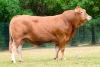 DOSE TAUREAU THORIN - NFR7265357276 - 34A2009