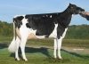 DOSE TAUREAU MIDWAY - NFR7273482130 - 6691323