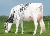 DOSE SEXEE FEM 90 TAUREAU MILKY - XFR7273482131 - 6691324