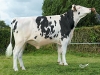 DOSE TAUREAU IMPORTANT - NFR7274580256 - 6685297