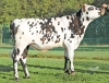 DOSE TAUREAU STIMULUS P - NFR7277552185 - 5698867