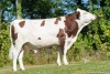 DOSE TAUREAU TRICOLOR - NFR7302369730 - 46A0927
