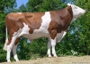 DOSE TAUREAU UWAY - NFR7302399037 - 46A3016