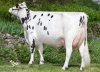 DOSE TAUREAU IAPYX P - NFR7402471565 - 6686388