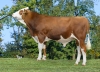 DOSE TAUREAU VIRGIL - NFR7403074991 - 46A4984