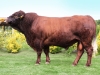 DOSE TAUREAU HALTERE PP - NFR7651848780 - 2391443