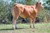 DOSE TAUREAU JUSCOBOU - NFR7912691168 - 7187572
