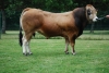 DOSE TAUREAU JAKADI - NFR7912691224 - 7188515
