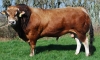 DOSE TAUREAU JINOV - NFR7913952274 - 7188516