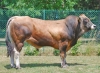 DOSE TAUREAU SOLIMAN - NFR7913953350 - 71A1048