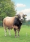DOSE TAUREAU TARENTINO - NFR7913953477 - 71A2456
