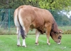 DOSE TAUREAU SALTO XT - NFR7918931809 - 71A0707
