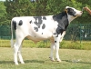 DOSE TAUREAU TIDJO - NFR7923161793 - 66A0744